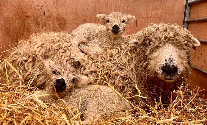 Baylham House Farm - Sheep