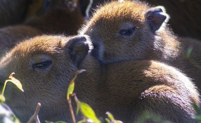 Capybara Pups - Jimmy's Farm